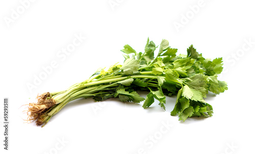 Fresh organic celery vegetables, isolated on white background. Concept, herbal plant to season food or topping decoration on plate of food. 