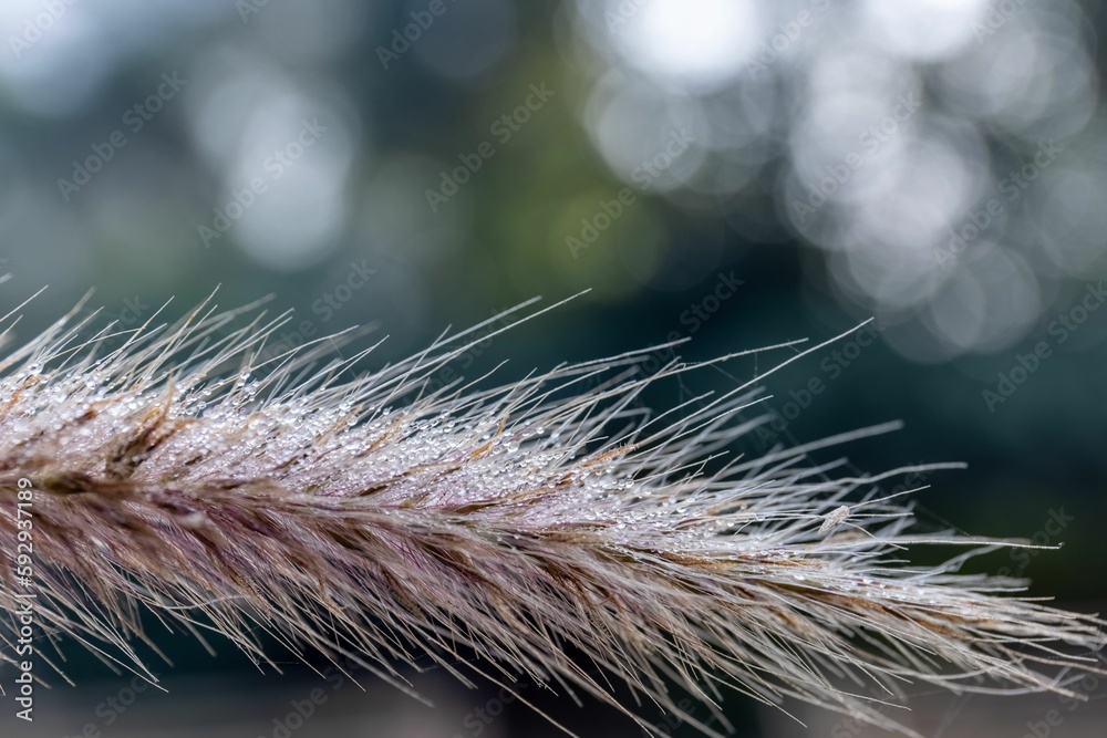 Beautiful closeup of a Mission grass in the garden with blurred background Beautiful closeup of a Mission grass in the garden with blurred background