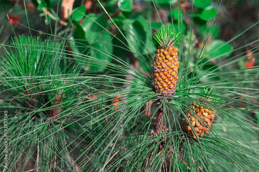 Conifer needles with cones . Evergreen coniferous branch Conifer needles with cones . Evergreen coniferous branch