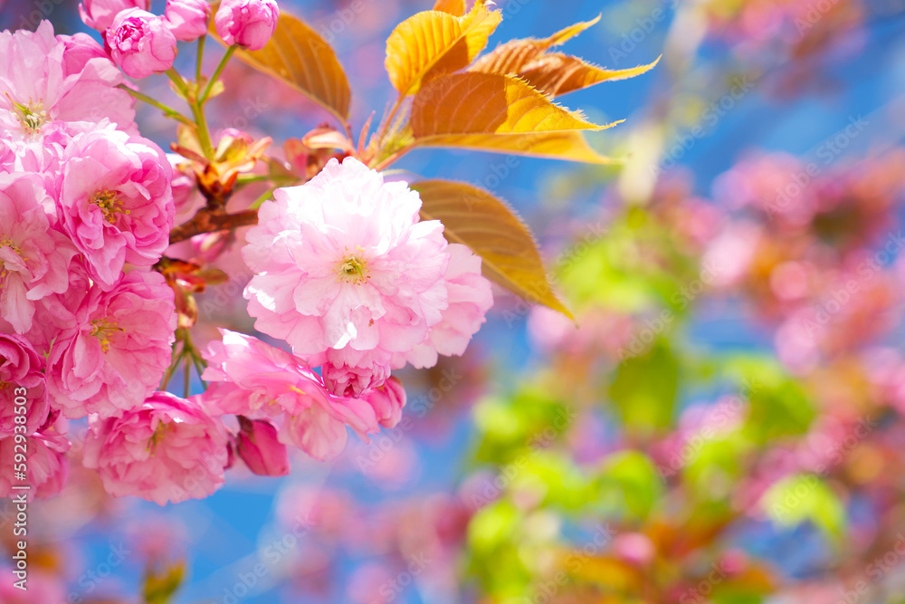 sakura flower close-up on a sunny spring day sakura flower close-up on a sunny spring day
