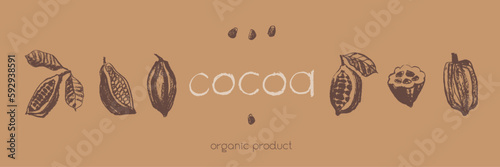 Vintage Cocoa bean emblem. Hand drawn sketch vector Cacao beans icon. Old fashioned illustrations of Cocoa beans isolated. Bean to Bar cacao. Organic product doodle. Label chocolate. Retro style badge
