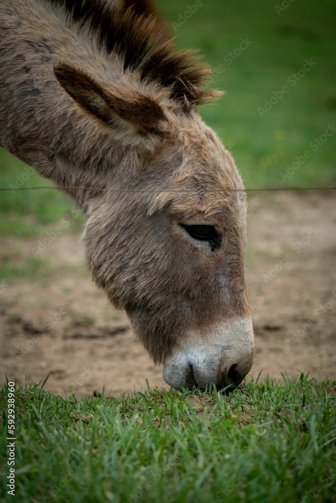 Closeup of an Aniatina Donkey against the green background Closeup of an Aniatina Donkey against the green background