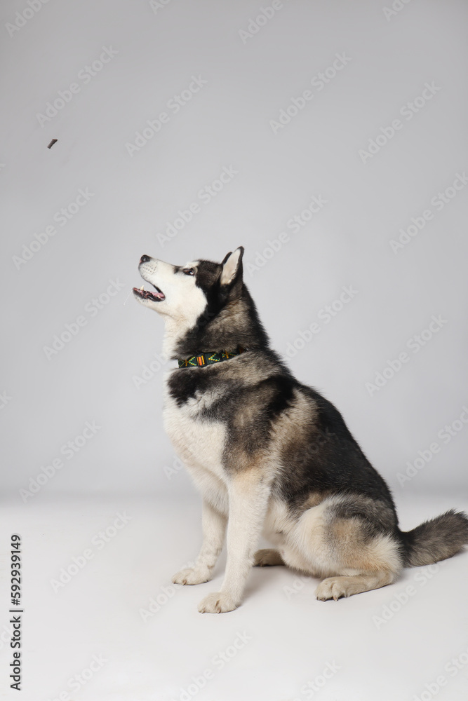 Black Siberian Husky boy catches a treat on a white background