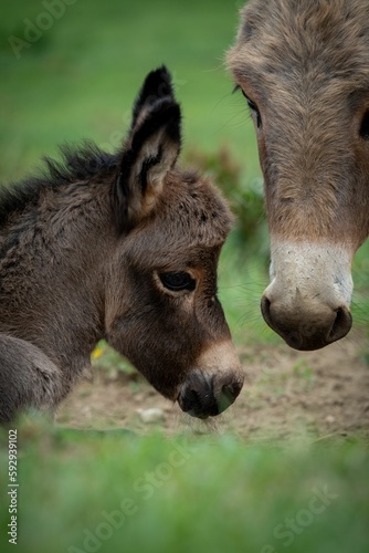 Closeup of an Aniatina and North American baby donkeys against the green background