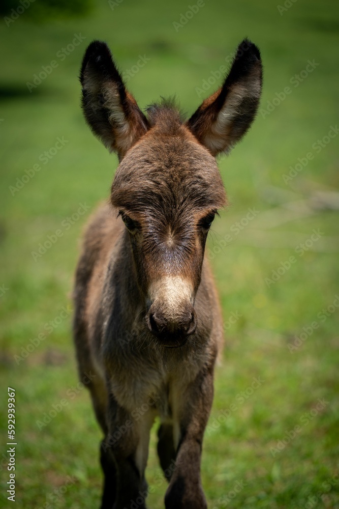 Closeup of a North American baby donkey against the green background Closeup of a North American baby donkey against the green background