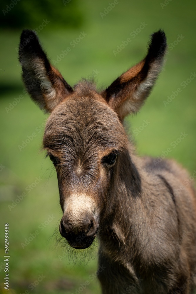 Closeup of a North American baby donkey against the green background Closeup of a North American baby donkey against the green background