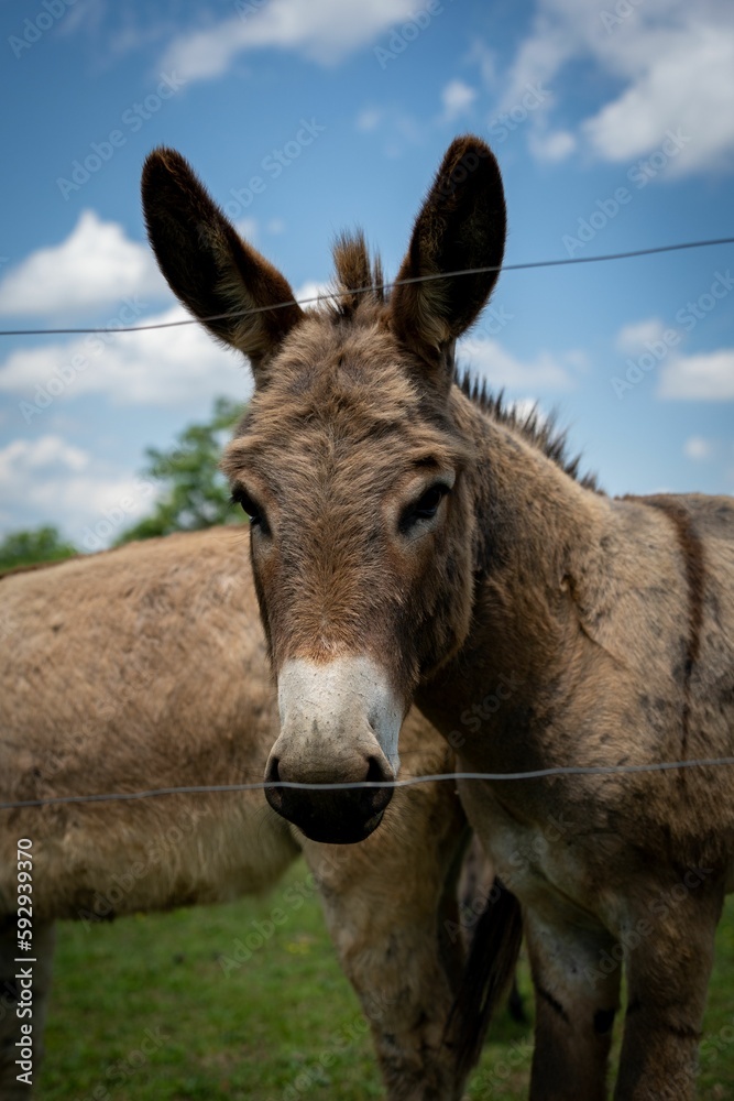 Vertical closeup of a Cotentin Donkey against the blue sky Vertical closeup of a Cotentin Donkey against the blue sky