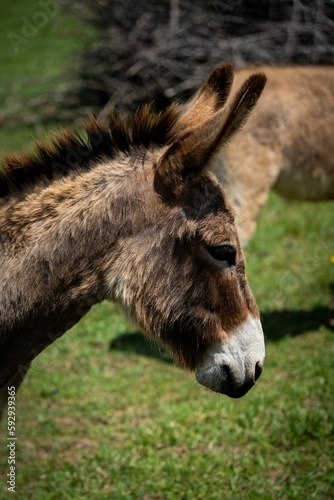 Closeup of a baby mule against the green background