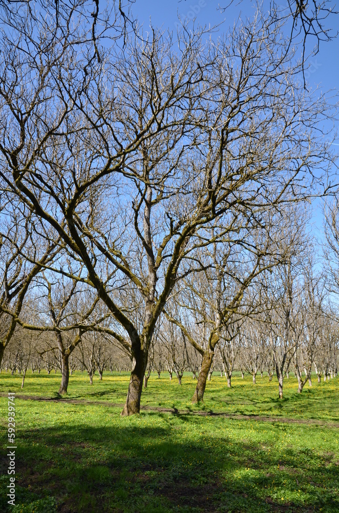 NOYERAIE DORDOGNE NOYERAIE DORDOGNE