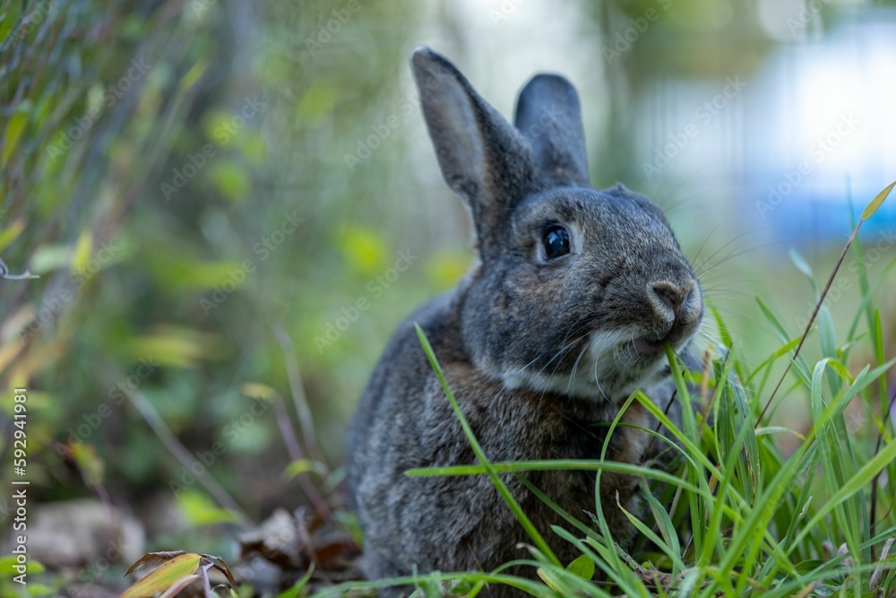 Fototapeta premium Closeup of a black rabbit in a garden