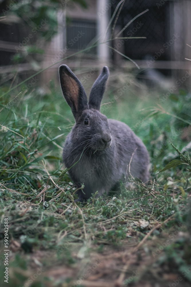 Fototapeta premium Beautiful closeup of a gray rabbit in the garden