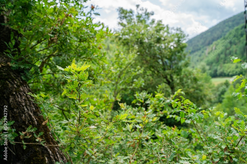 View of green leaves growing in the forest - an environmental view View of green leaves growing in the forest - an environmental view