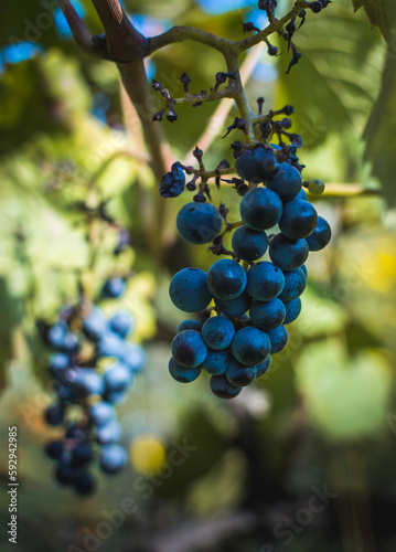 Grapes during Indian summer