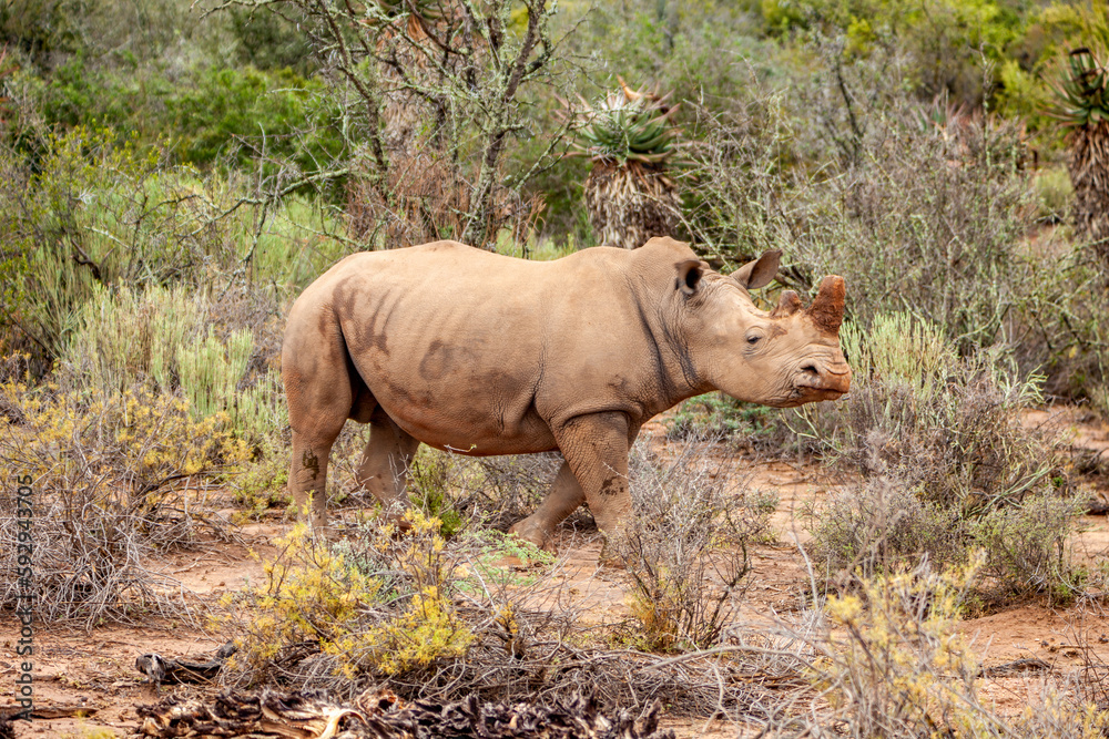 Fototapeta premium Lone Rhino