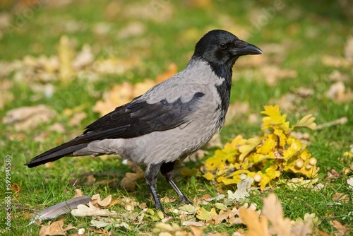 Closeup shot of a hooded crow (Corvus cornix) on the grass in autumn in northern and eastern Europe