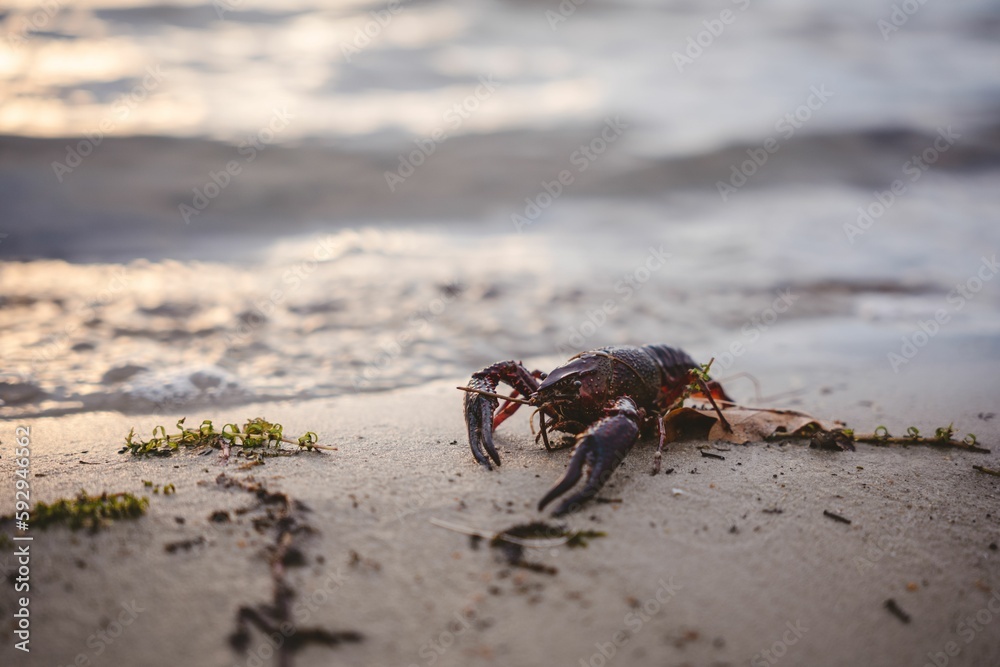 Crayfish in the wet sandy beach with blur background