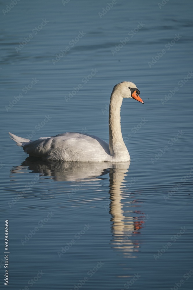 Swan enjoying in the reflecting water, vertical shot Swan enjoying in the reflecting water, vertical shot