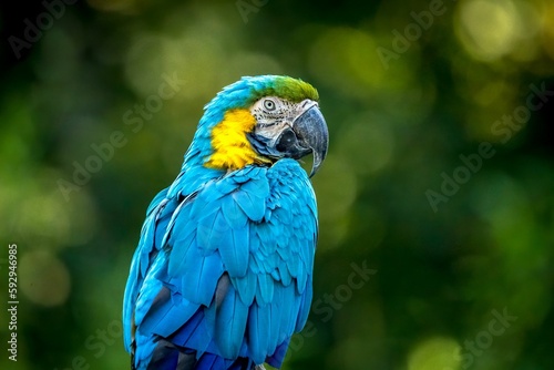 Closeup of a blue and yellow, colorful Macaw parrot captured against a blurred background
