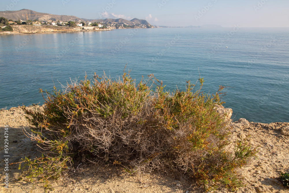 Plant near Almadrava Beach; El Campello; Alicante; Spain