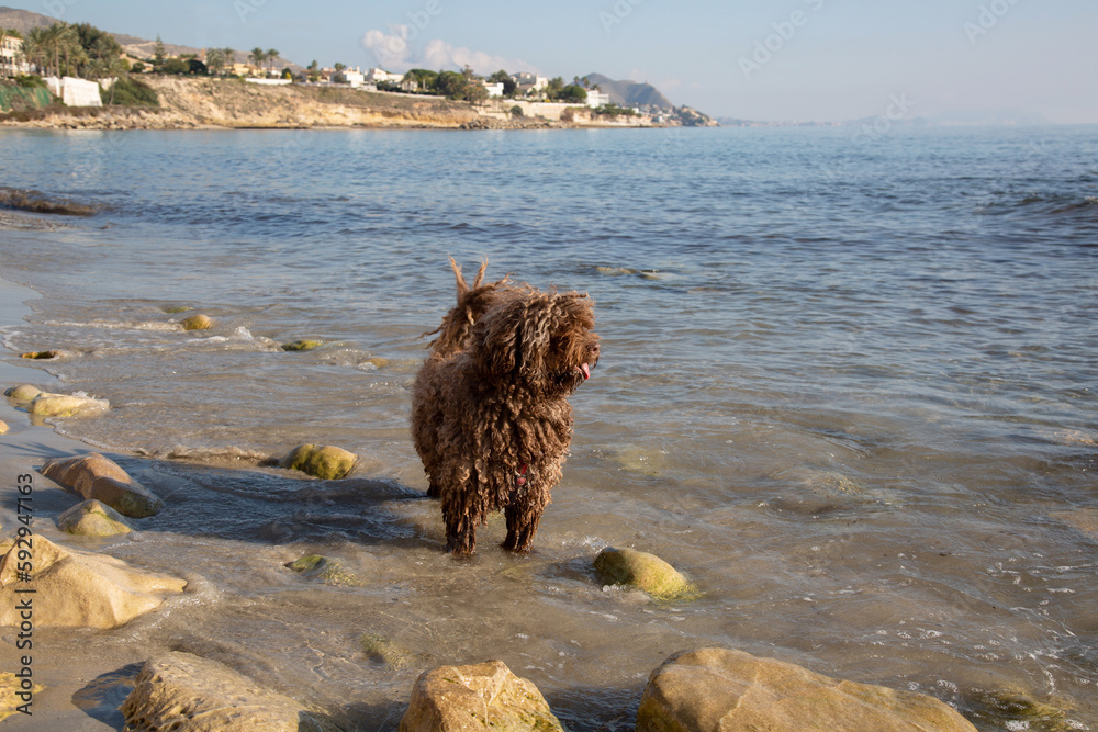 Spanish Water Dog on Almadrava Beach; El Campello; Alicante; Spain
