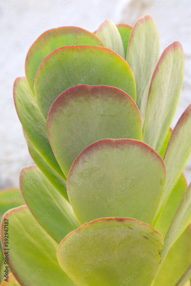 Cactus Leaf Detail in Benidorm; Alicante; Spain