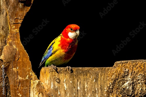 Closeup of a Eastern rosella parrot, Platycercus eximius perched on wood against a black background photo