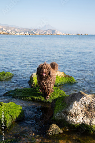 Obraz na płótnie Spanish Water Dog in Rocks on El Campello Beach, Alicante; Spain w salonie