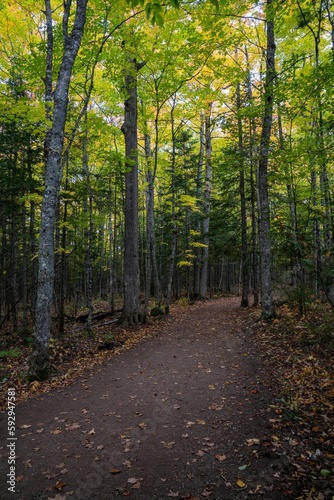 Vertical shot of pathway between green trees in autumn