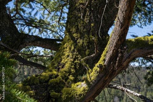 Closeup shot of a big tree trunk covered with green moss in the woods on a sunny day