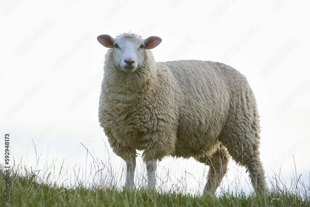 Beautiful shot of a sheep on a grass field Beautiful shot of a sheep on a grass field