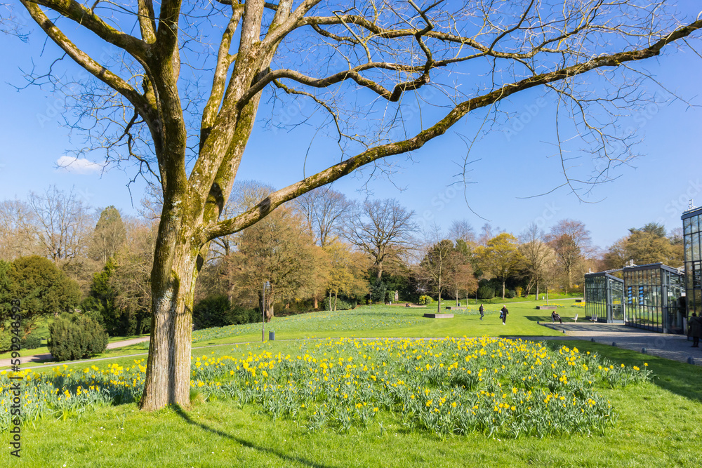 Obraz premium Tree and yellow narciissus flowers in the hills of Hardt in Wuppertal, Germany