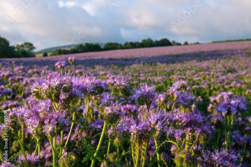 Lilac field of facelia, flowers. Phacelia Plantation in the summer. Pink, purple Facelia in the field. Honey culture.