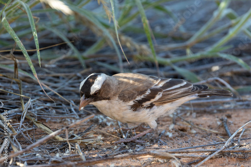 White-browed Sparrow-Weaver (Plocepasser mahali) (Koringvoël) in the Kgalagadi Transfrontier Park photo