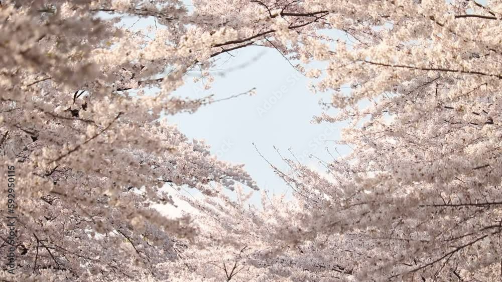 群馬県前橋市 桜 ソメイヨシノ 群馬県前橋市 桜 ソメイヨシノ