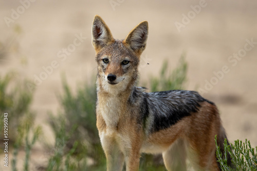Black-backed jackal in the Kgalagadi Transfrontier Park