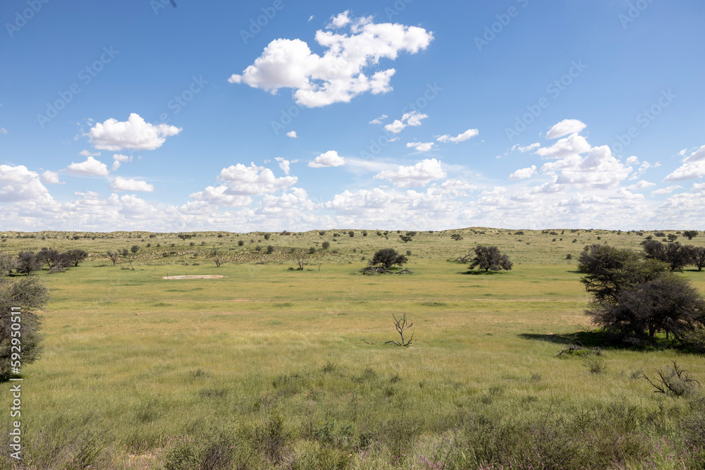 Kalahari Landscape, Kgalagadi Transfrontier Park