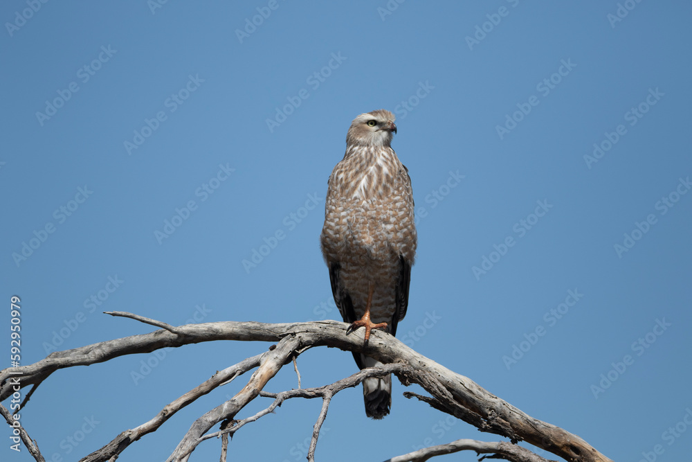 Pale Chanting Goshawk (Bleeksingvalk) (Melierax canorus) in the Kgalagadi Transfrontier Park Pale Chanting Goshawk (Bleeksingvalk) (Melierax canorus) in the Kgalagadi Transfrontier Park