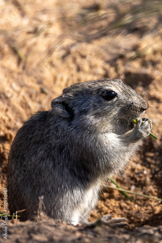 Brants' whistling rat (Parotomys brantsii) in the Kgalagadi Transfrontier Park photo