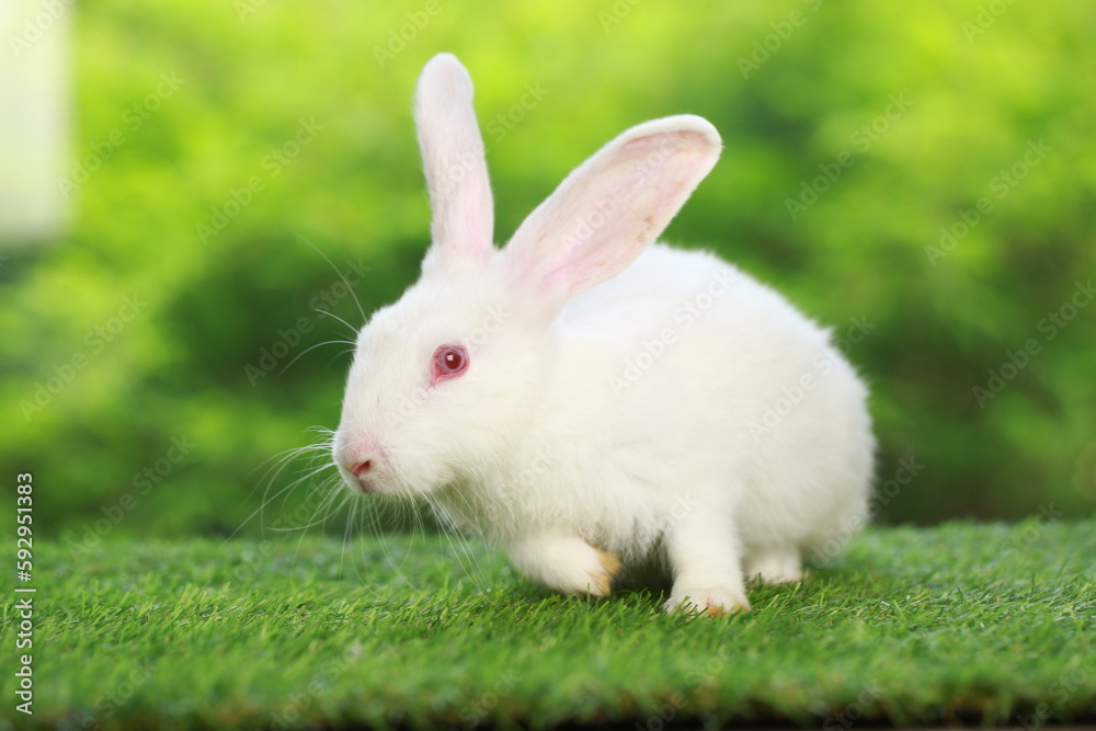 Cute little rabbit on green grass with natural bokeh as background during spring. Young adorable bunny playing in garden. Lovely pet at park in spring. Cute little rabbit on green grass with natural bokeh as background during spring. Young adorable bunny playing in garden. Lovely pet at park in spring.
