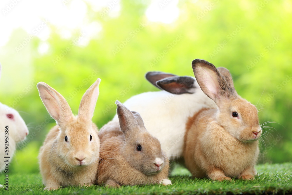 Cute little rabbit on green grass with natural bokeh as background during spring. Young adorable bunny playing in garden. Lovely pet at park in spring.