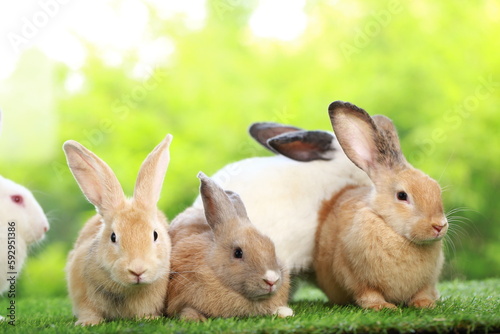 Cute little rabbit on green grass with natural bokeh as background during spring. Young adorable bunny playing in garden. Lovely pet at park in spring.