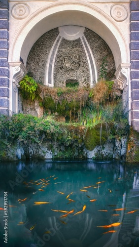 High-angle of the Roman shower in the Roman Forum museum with colorful fish swimming in water