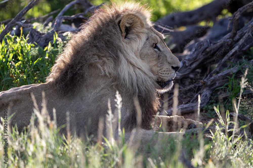 Kalahari Lion (Panthera leo melanochaita) in the Kgalagadi Transfrontier Park Kalahari Lion (Panthera leo melanochaita) in the Kgalagadi Transfrontier Park