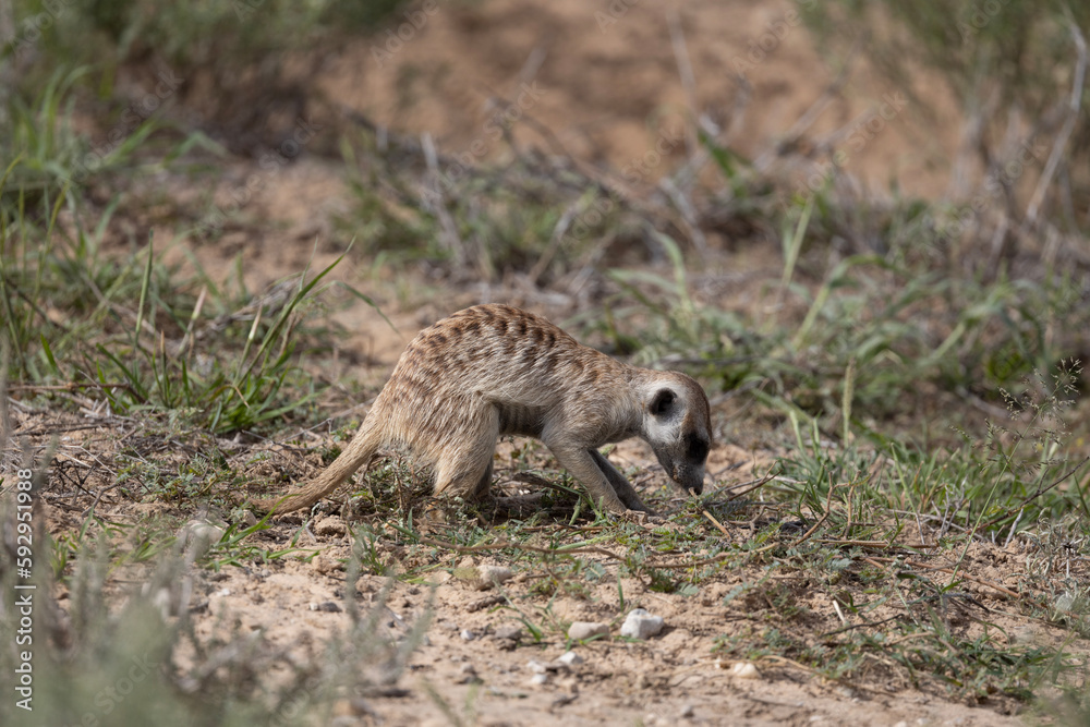 Meerkat (Suricata suricatta) in the Kgalagadi Transfrontier Park Meerkat (Suricata suricatta) in the Kgalagadi Transfrontier Park