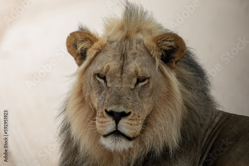 Kalahari Lion  Panthera leo melanochaita  in the Kgalagadi Transfrontier Park