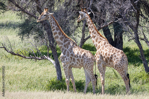 Giraffe in the  Kgalagadi Transfrontier Park