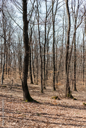 forest in autumn