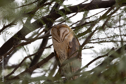 Western Barn Owl (Nonnetjie-uil) in a tree in Nossob camp in the Kgalagadi Transfrontier Park photo