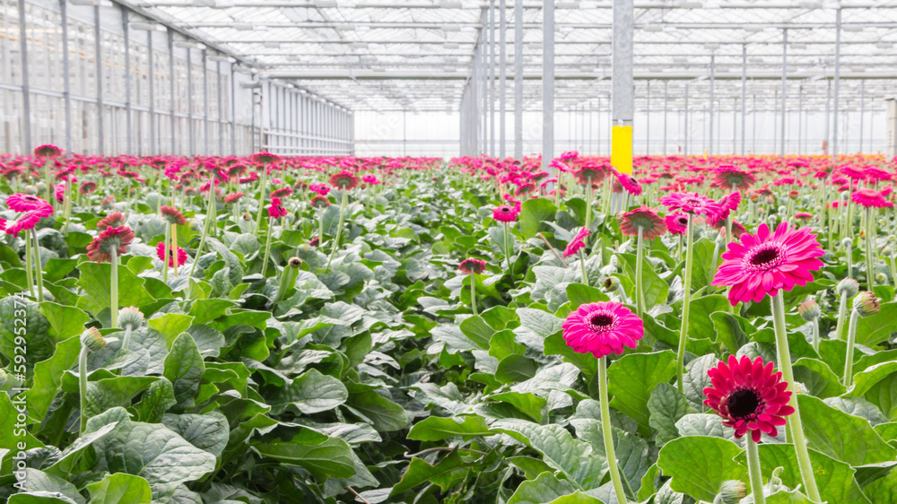 Large Dutch greenhouse with pink blooming Gerberas