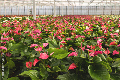 Red anthurium flowers growing in a Ducth greenhouse